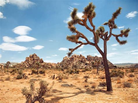 நில வாழிடம் — lesson. அறிவியல், Class 6.