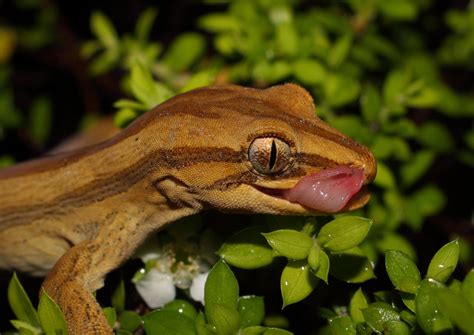 Toropuku stephensi | NZHS