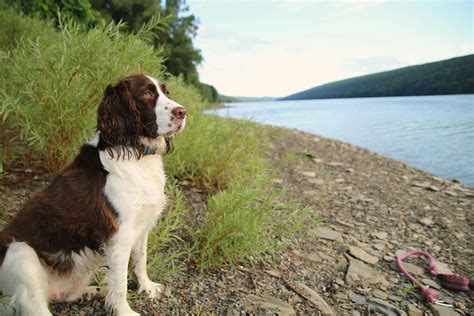 Image result for Springer Spaniel Dogs