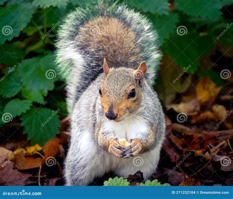 Pretty Squirrels Running Around the Park, Hyde Park, London. United ...