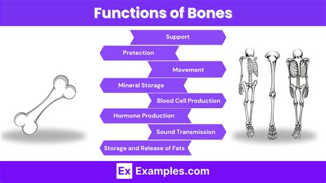 Image result for Bone Function