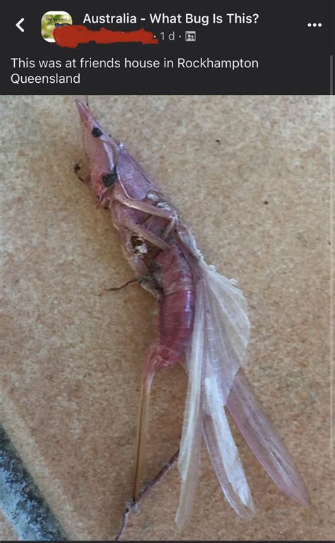 Shrimps is bugs confirmed : r/ShrimpsIsBugs