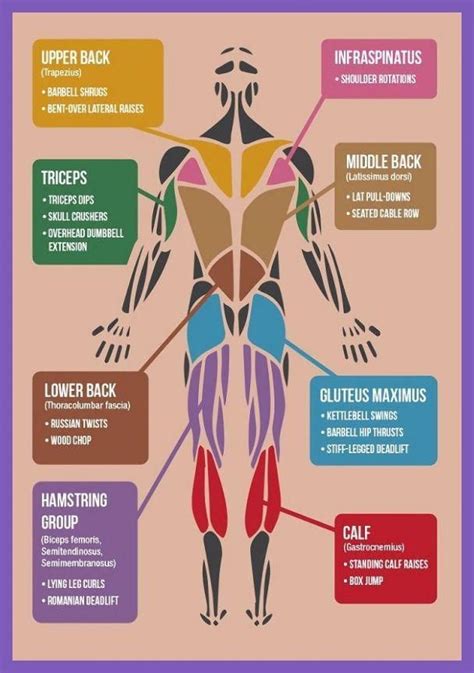 gym workout body parts