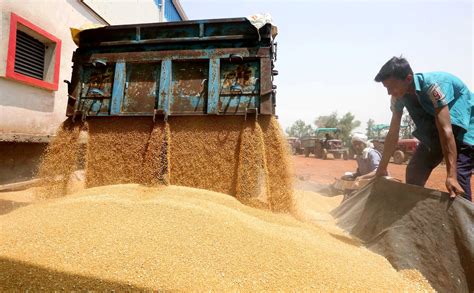 Mr.Modi, How are you Going to Handle Wheat? | NewsClick