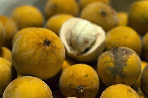 Image result for Kuning Kecapi