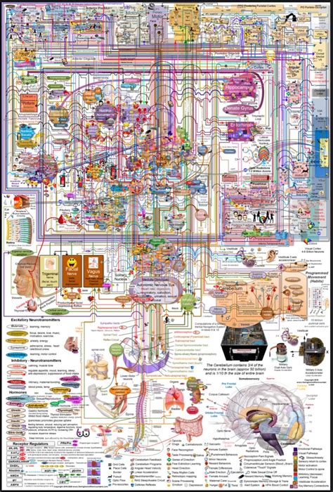 Brain Map 的图像结果