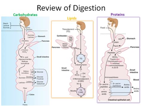 Image result for How Does Digested Food Get into Blood Absorption