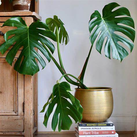 How often to water your monstera — 3 tricks houseplant…