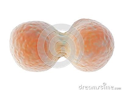 Cell Division Royalty-Free Illustration | CartoonDealer.com #36074475