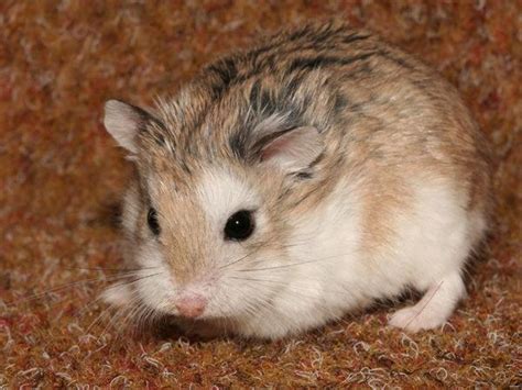 Roborovski Hamster