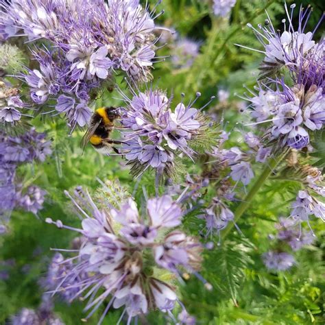 Buy Green Manure Phacelia Tanacetifolia seeds at jparkers.co.uk