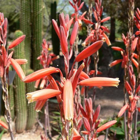 Aloe Blue Elf – Rancho Tissue