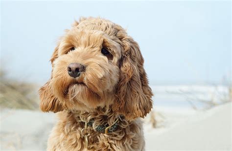 Image result for Groom Cockapoo Feet