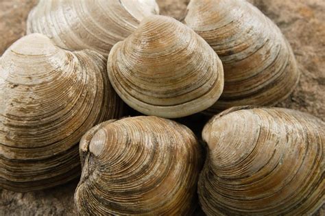 Image result for Clam with a Very Sharp Shell