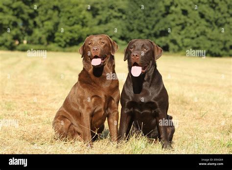 Image result for 2 Labrador Retriever