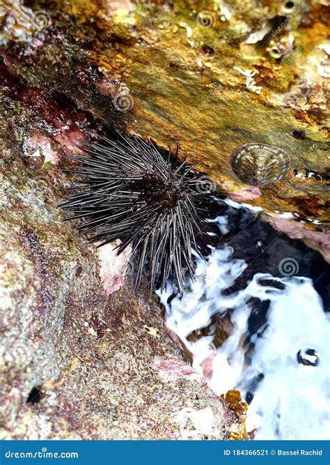Black Sea Urchins between the Stones Stock Image - Image of urchins ...