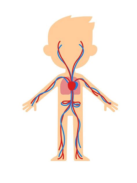 Image result for Cardiovascular System Cartoon