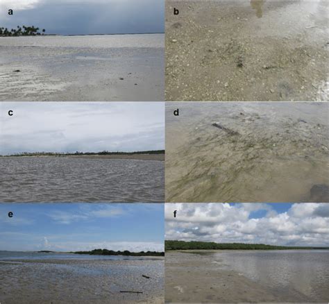 Image result for Vegetative Area. Examples