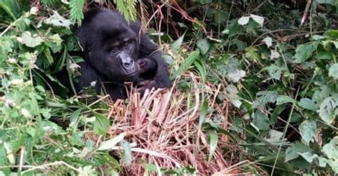 Gorilla Babies Born In Bwindi National Park Uganda