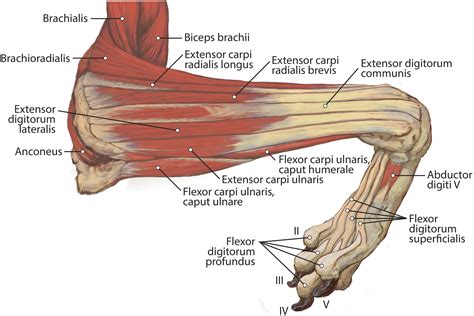 Canine Muscle Forelimb Anatomy