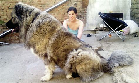 18 Giant Dog Breeds We Love: The World's Biggest Dogs, Revealed