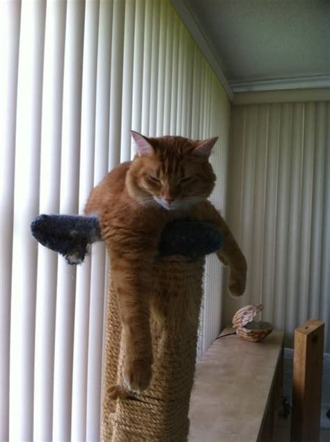 Image result for Hawk Catching Cat