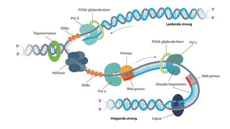 双链DNA复制时正在复制的两条链是同向的还是异向的?_百度知道