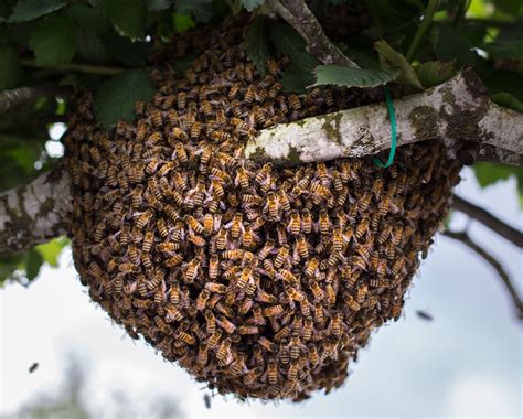 HOW TO CATCH A SWARM | Edinburgh Honey Co