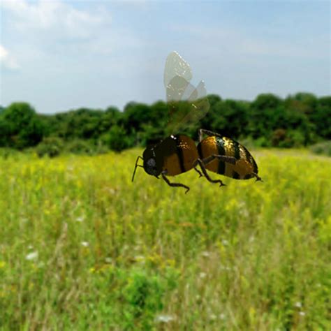 Image result for Max Bee Control Line