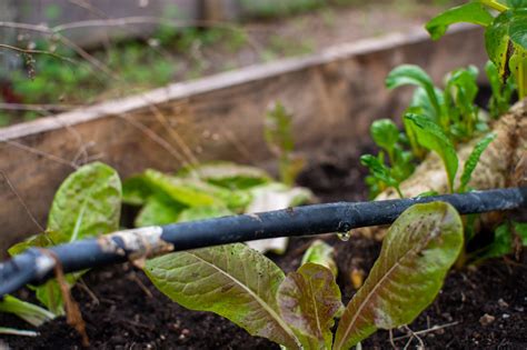 Guide to Drip Irrigation Systems for Your Garden - TrendRadars