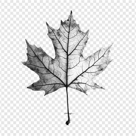 Ahornblatt zeichnung Bilder - Kostenloser Download auf Freepik
