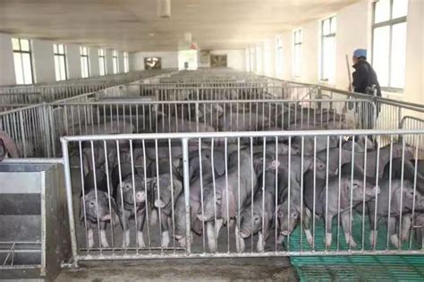 苏州农业担保精准服务 助力生猪产业渡过难关