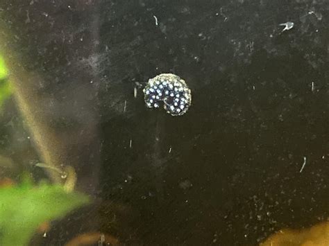 Are these bladder snail eggs, or ramshorn? I have both in the tank and ...