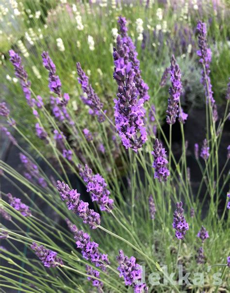 Lavandula x intermedia 'Grosso' (Lavender Grosso): Plants available to ...