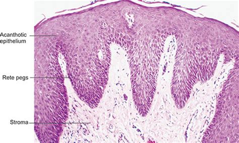 JaypeeDigital | eBook Reader