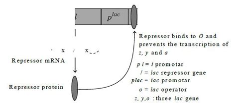 The schematic below describes the status of lac operon in the absence ...