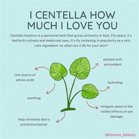 Kanvas Beauty on Instagram: “ Centella Asiatica (AKA Cica) and its benefits for your skin! 〰️ ...