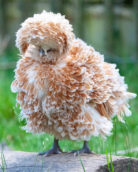 16 Chickens With Crazy or Funny Hair (With Pictures)