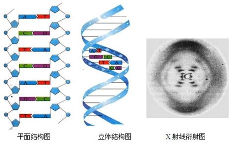DNA分子的结构式_全国名师中学网校_酷KE网_初高中网校