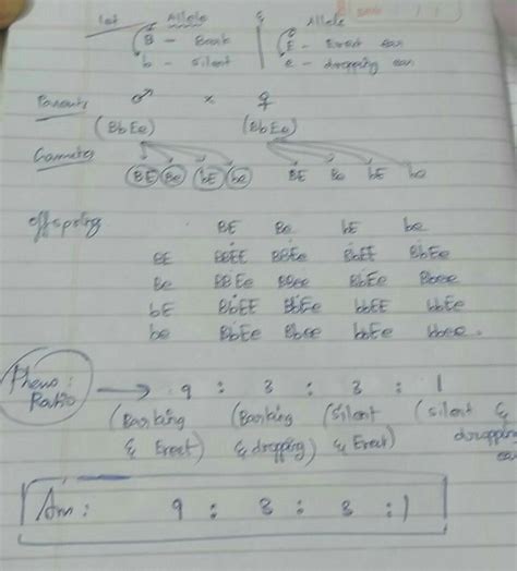 In dogs, the barking traits is dominant over silent trait and erect ...