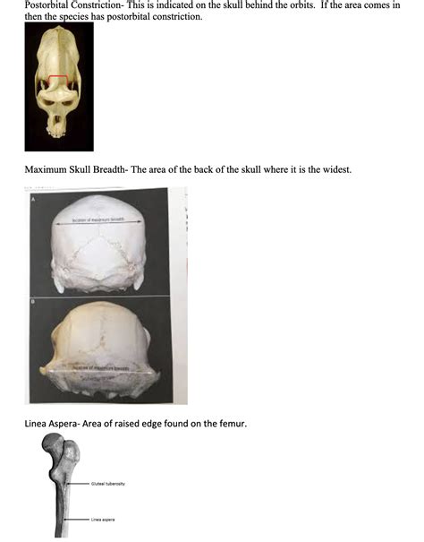 [Solved] Virtual bone images LINKS: Ape:... | Course Hero