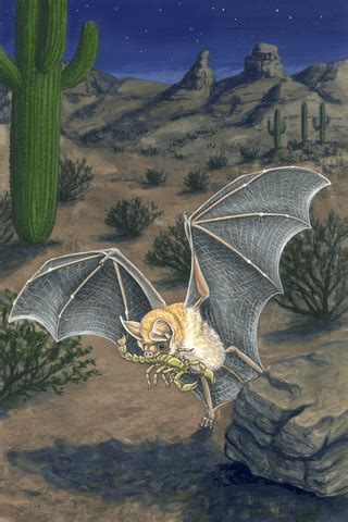 Pallid Bat and Scorpion — MicroPuzzles