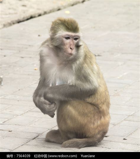 可爱的猴子高清图片下载_红动中国