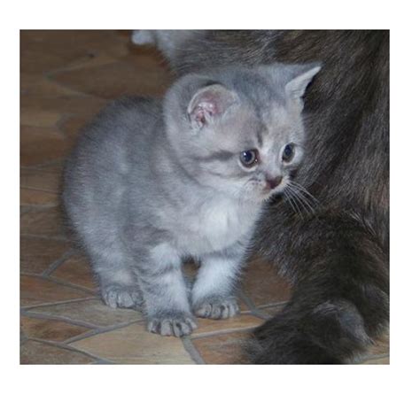 Süsse Mixe babykatzen abzugeben in duisburg | Tiere | Kleinanzeigen