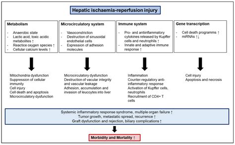 Molecular Mechanisms of Ischaemia-Reperfusion Injury and Regeneration ...