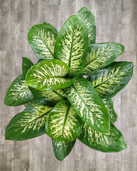 Dieffenbachia Varieties | PlantVine