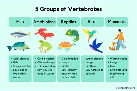 Image result for Classification Key Vertebrates KS2