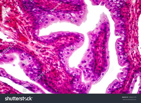 Transitional Epithelium Tissue Urinary Bladder Under Stock Photo 739291279 | Shutterstock