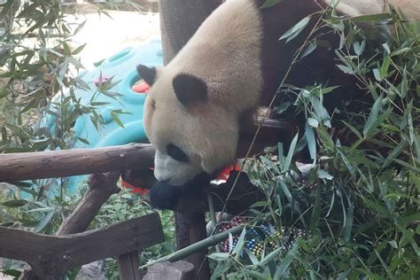 北京：“秃头”大熊猫“福星”正在恢复