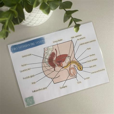 Image result for Male Reproductive System Easy Drawing
